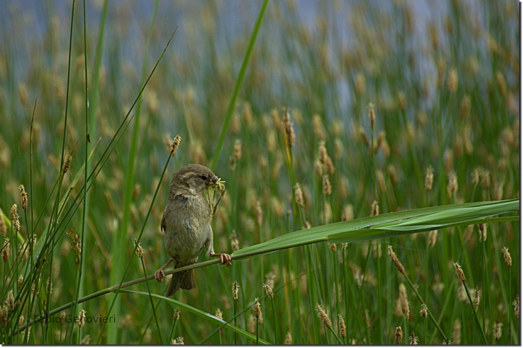 Passerotta con becco pieno